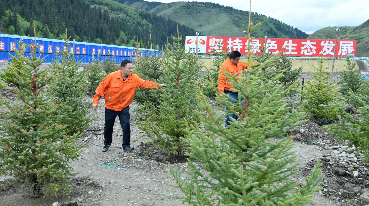 久馬高速建設者在苗木驗證試驗基地查看樹(shù)木生長(cháng)情況.jpg